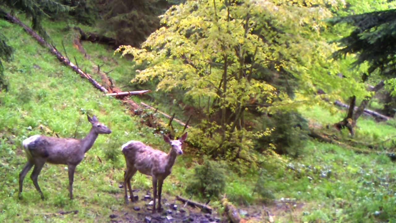 shveli_ajaratimes.ge