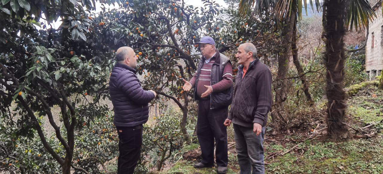 citrusi_ajaratimes.ge