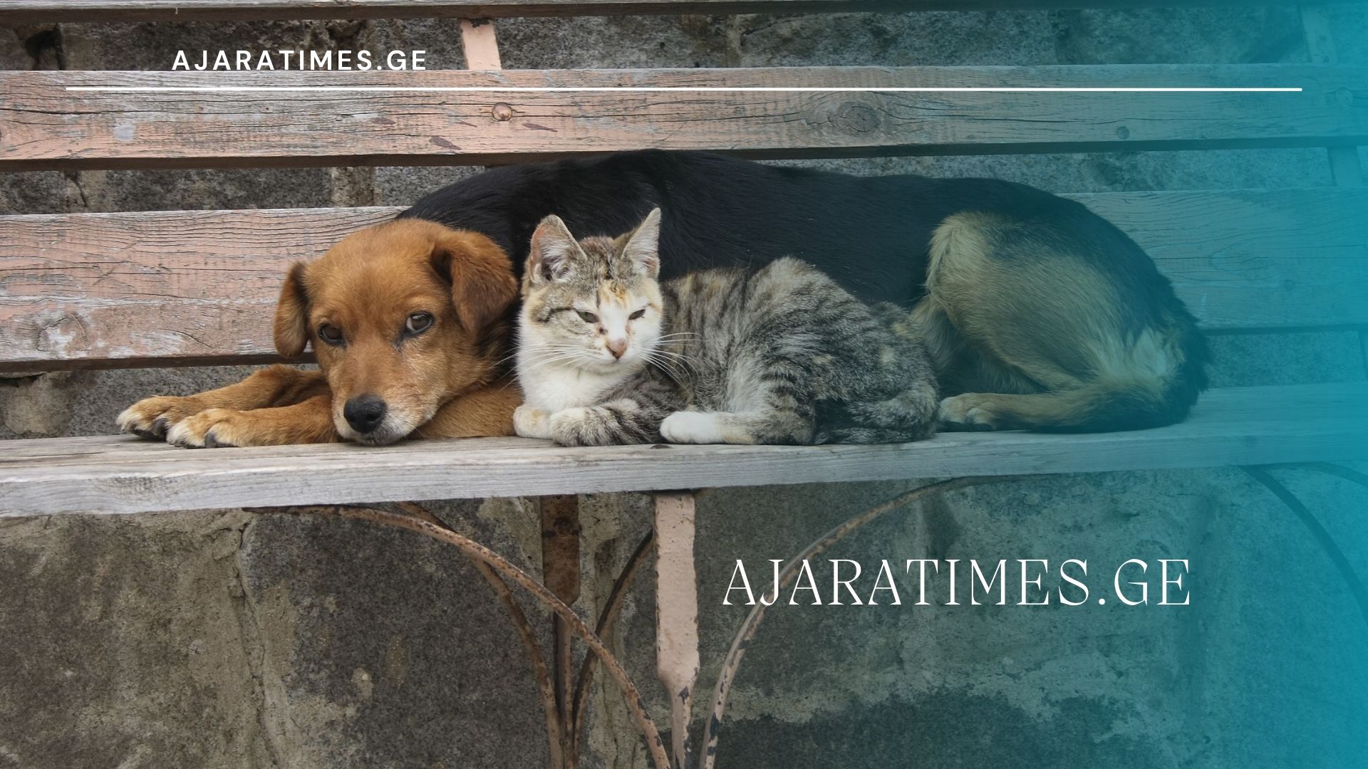 miusafari cxovelebi_AJARATIMES.GE