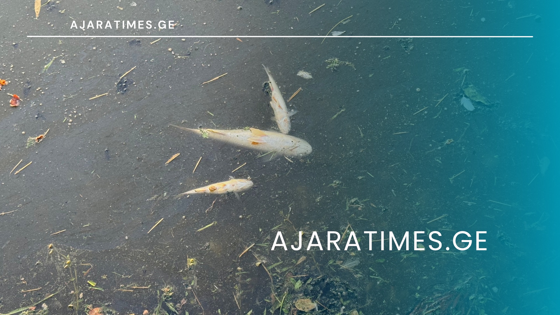 _AJARATIMES.GE