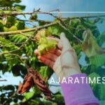 txili_AJARATIMES.GE