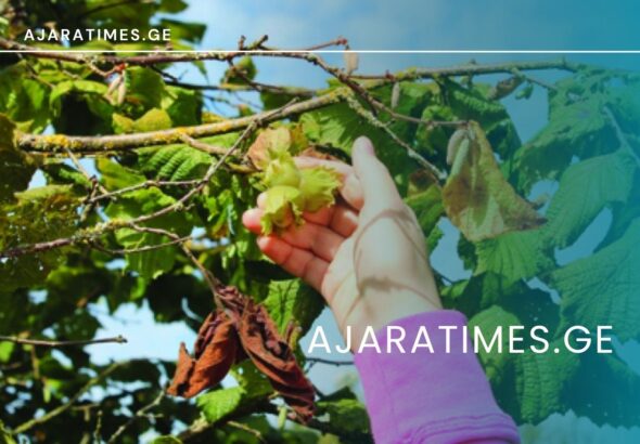 txili_AJARATIMES.GE