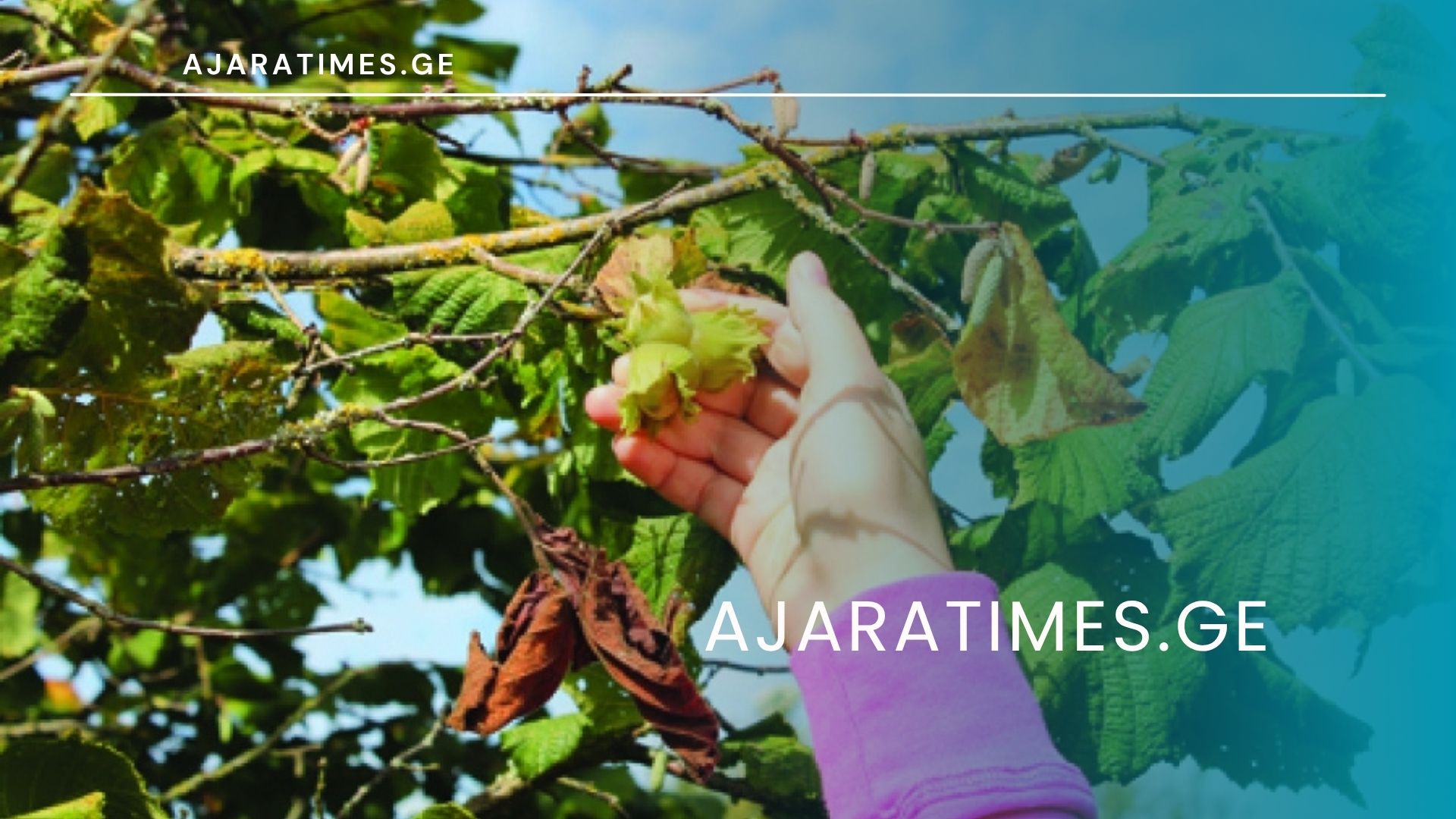 txili_AJARATIMES.GE